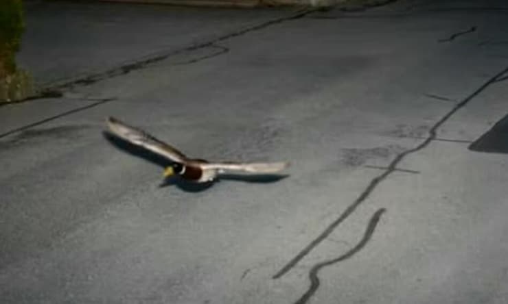 הברווז כפי שתועד במכמונות