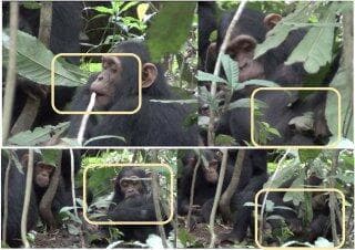 השימפנזים (צילום: מתוך המחקר) השימפנזים