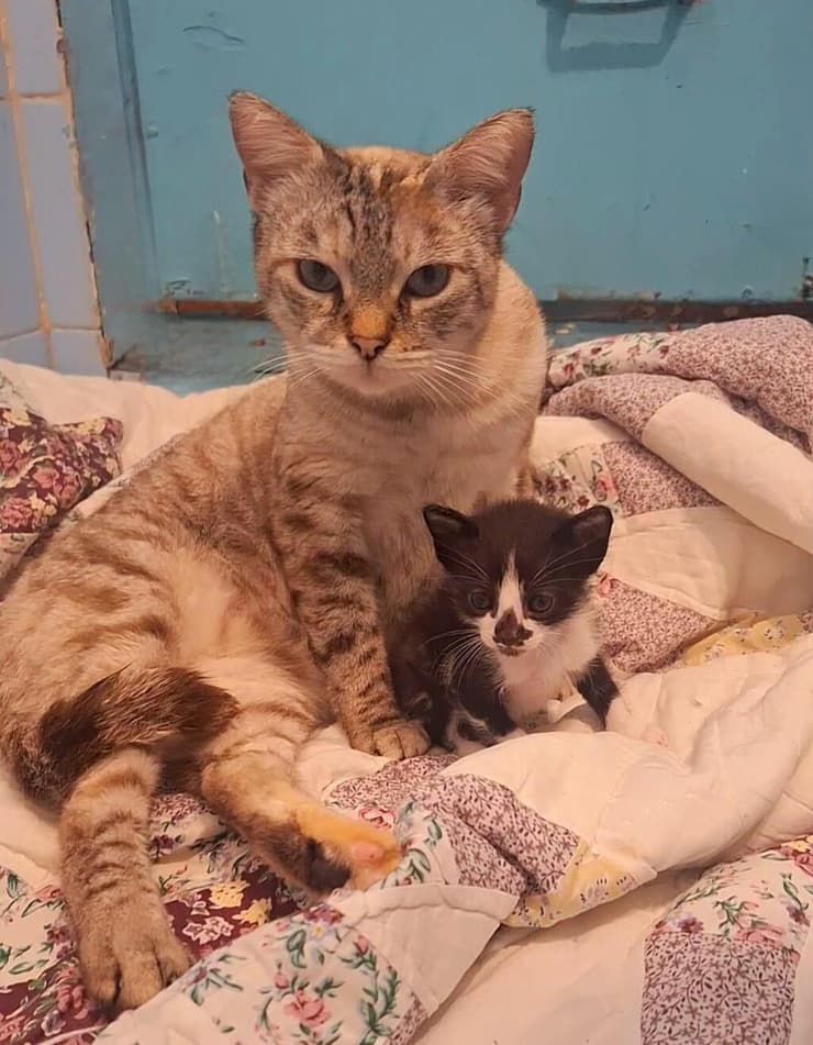 לוסי והגורה