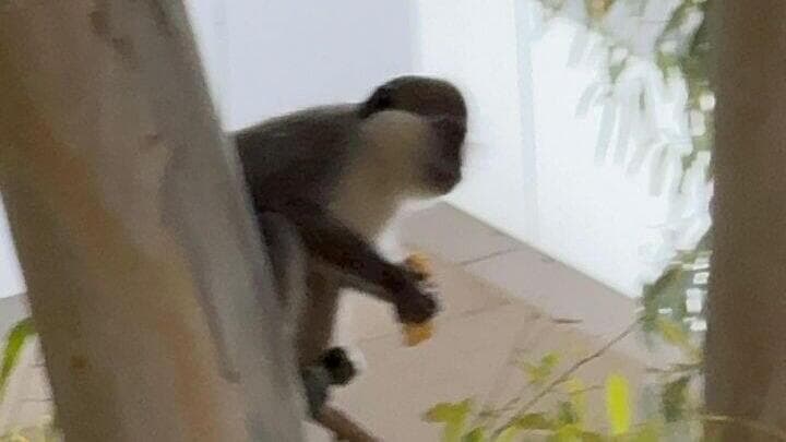 מרדף אחרי קוף באשדוד