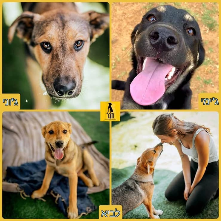 ג'וני, ג'ימי ולביא