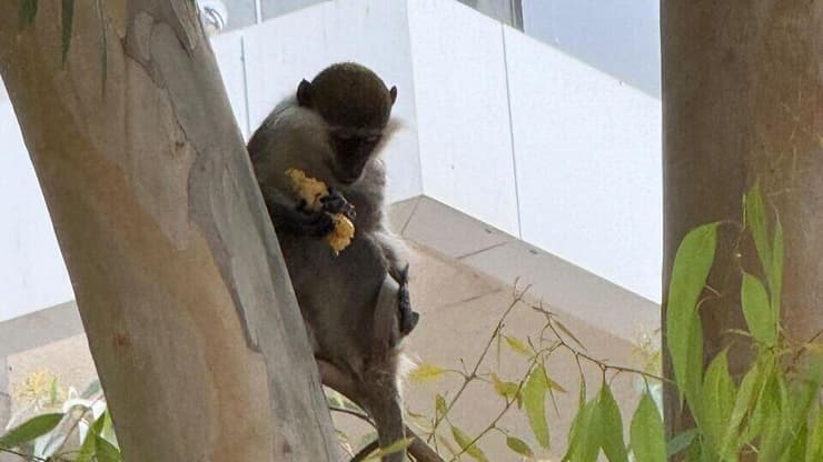 מרדף אחרי קוף באשדוד