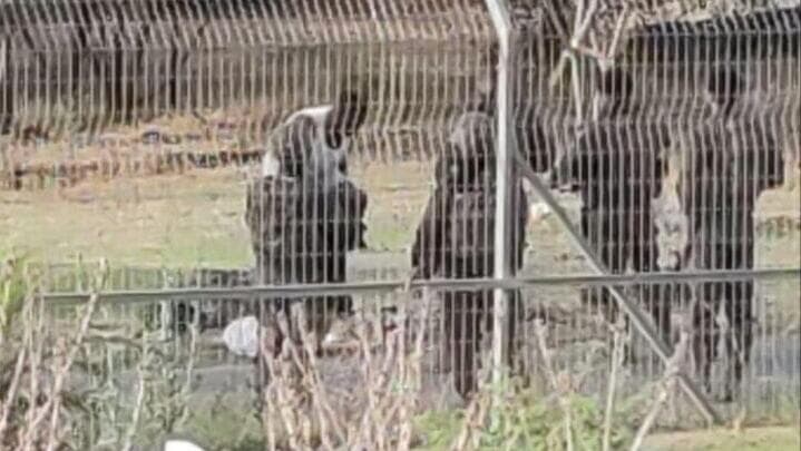 אזרח זר נתפס סמוך לקיבוץ שער הגולן