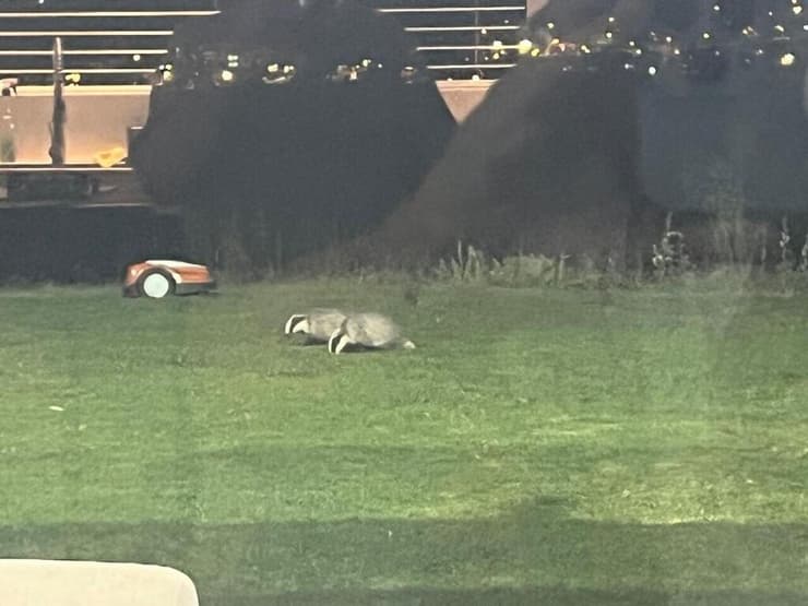 צילום: באדיבות אקי רייך משפחת הגיריות שתועדה בגינה הפרטית שבמושב שורש