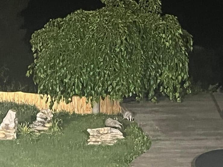 צילום: באדיבות אקי רייך משפחת הגיריות שתועדה בגינה הפרטית שבמושב שורש