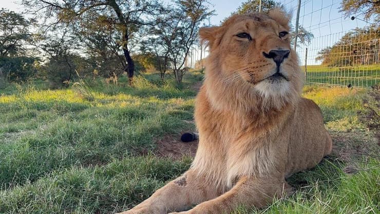 ציון-ניב. כבר אריה צעיר (צילום: Simbonga Game Reserve and Sanctuary - Warriors of Wildlife Sanctuary) ציון-ניב. כבר אריה צעיר