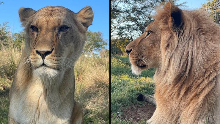 ציון-ניב הישראלי וקאיה הצ'כית (צילום: Simbonga Game Reserve and Sanctuary - Warriors of Wildlife Sanctuary) ציון-ניב הישראלי וקאיה הצ'כית