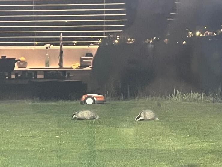 משפחת הגיריות שתועדה בגינה הפרטית (צילום: באדיבות אקי רייך) משפחת הגיריות שתועדה בגינה הפרטית שבמושב שורש