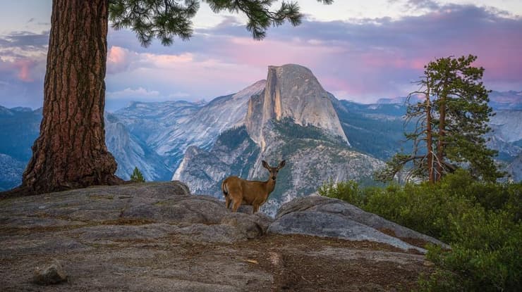צבי ביוסמיטי על רקע הסלע המפורסם Half Dome