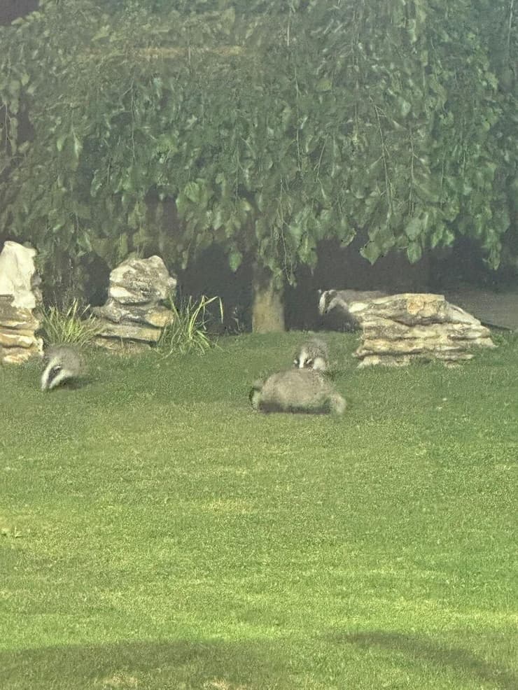 צילום: באדיבות אקי רייך משפחת הגיריות שתועדה בגינה הפרטית שבמושב שורש