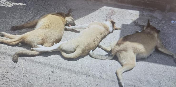 שלושת הכלבים שהורעלו (צילום: דוברות המשטרה) שלושת הכלבים שהורעלו