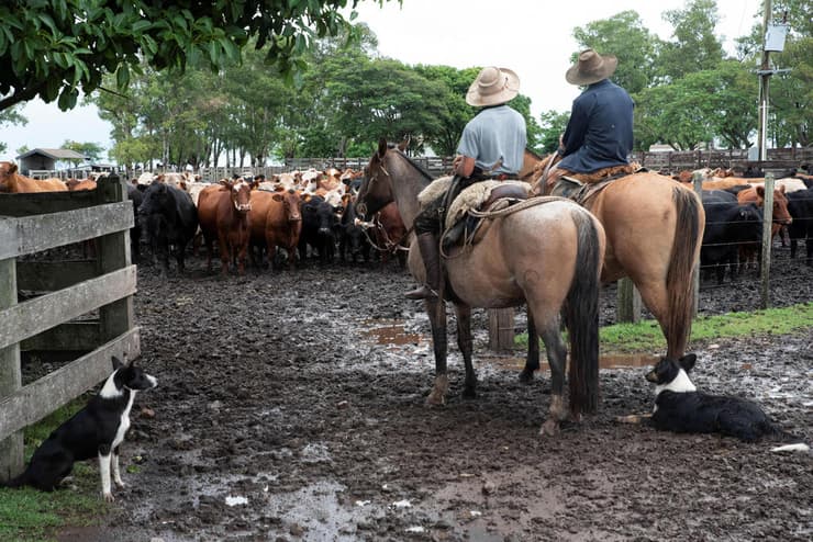 פרשת ״פרות הרפאים״ שמסעירה את אורוגוואי