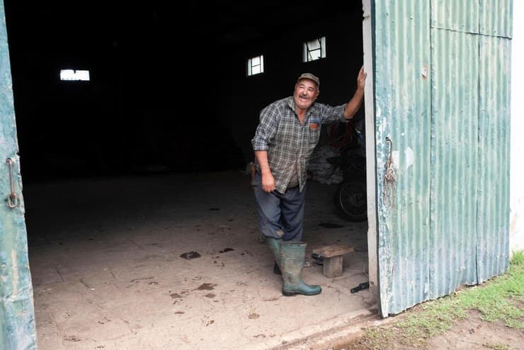 פרשת ״פרות הרפאים״ שמסעירה את אורוגוואי
