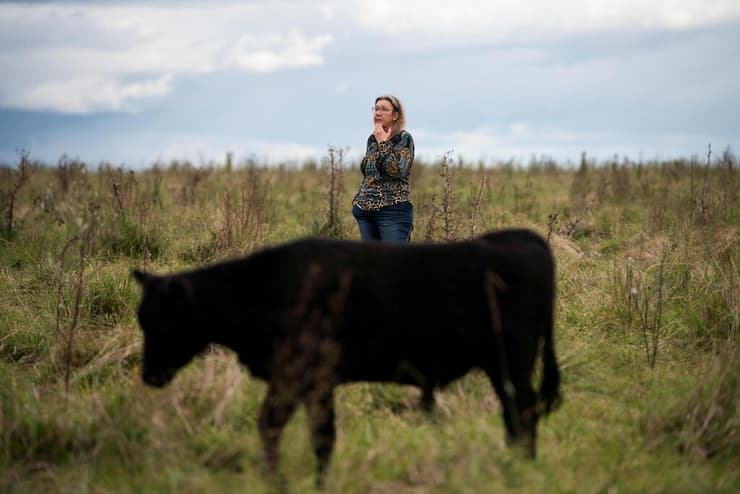 פרשת ״פרות הרפאים״ שמסעירה את אורוגוואי