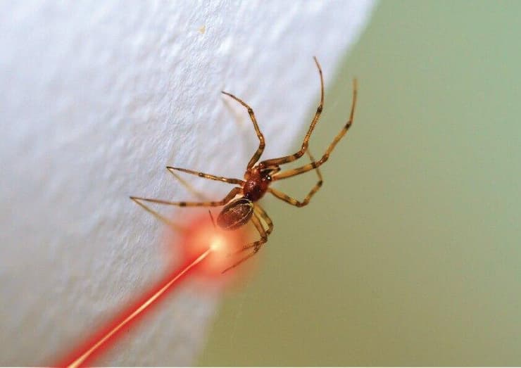 עכביש בפעולה (עיבוד תמונה)