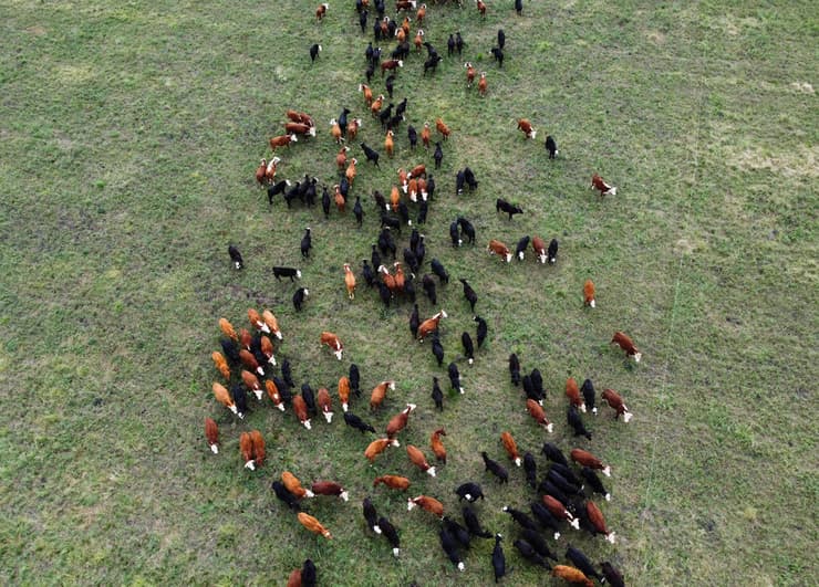 פרשת ״פרות הרפאים״ שמסעירה את אורוגוואי