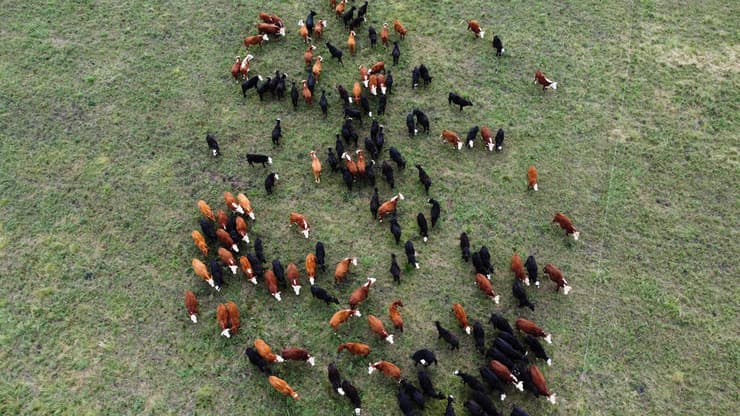 פרשת ״פרות הרפאים״ שמסעירה את אורוגוואי