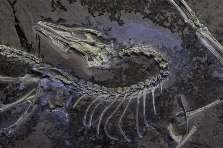 המאובן שהתגלה בגרמניה ומוצג כעת בשיקגו