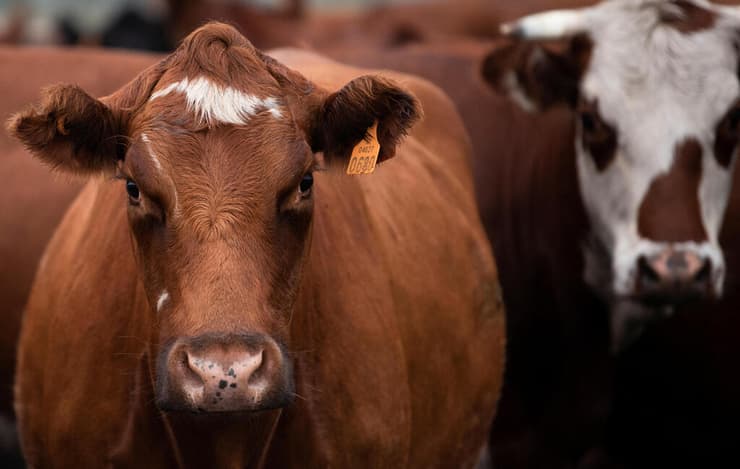 פרשת ״פרות הרפאים״ שמסעירה את אורוגוואי