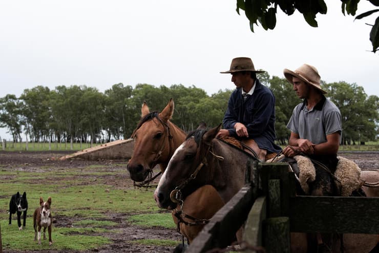 פרשת ״פרות הרפאים״ שמסעירה את אורוגוואי