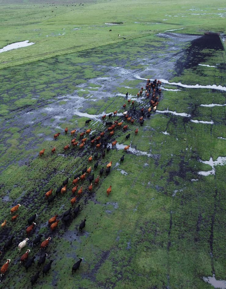 פרשת ״פרות הרפאים״ שמסעירה את אורוגוואי