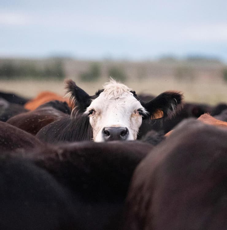 פרשת ״פרות הרפאים״ שמסעירה את אורוגוואי