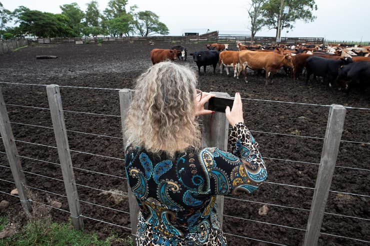 פרשת ״פרות הרפאים״ שמסעירה את אורוגוואי