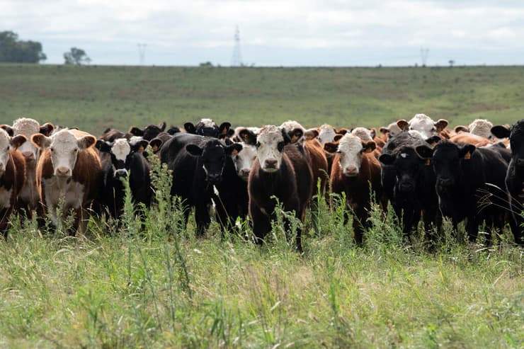 פרשת ״פרות הרפאים״ שמסעירה את אורוגוואי