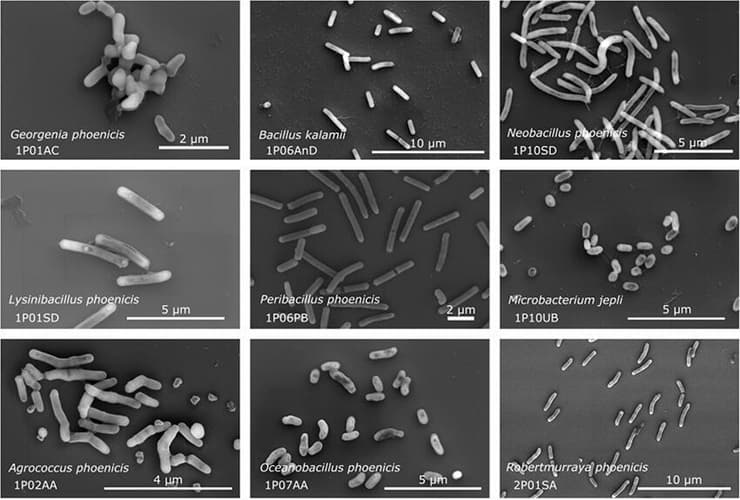 החיידקים האלה הגיע גם למאדים? צילומים במיקרוסקופ אלקטרונים של כמה ממיני החיידקים שהתגלו בחדרים הנקיים של JPL 