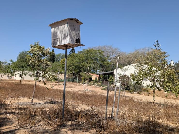 תיבת קינון בחולית