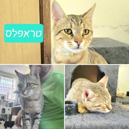 טראפלס