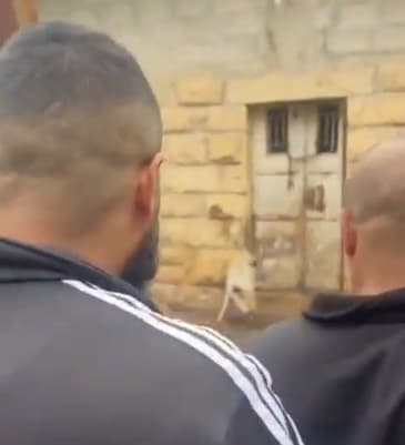 שניים מהחשודים מתקרבים לחזיר. לאחר כמה שניות הם ירו בו למוות