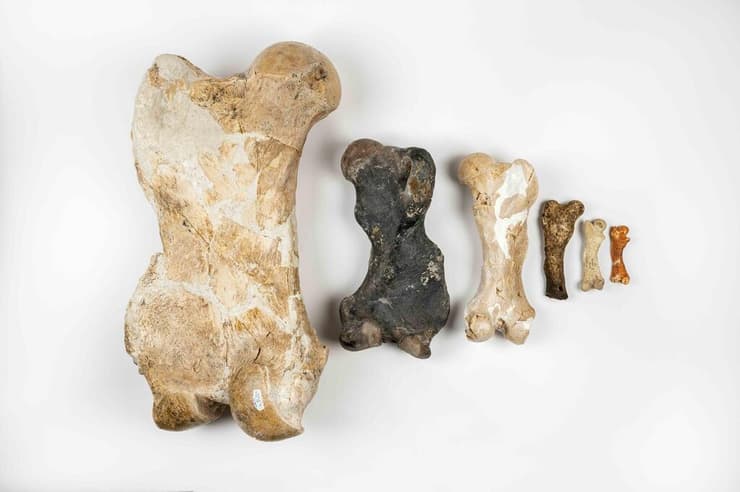 חלק מיותר מ-400 המאובנים מ-17 מוזיאונים להיסטוריה של הטבע, שנותחו כדי להבין כיצד ומדוע עצלנים שנכחדו הפכו לגדולים כל כך (צילום: Florida Museum of Natural History, Kristen Grace) חלק מיותר מ-400 המאובנים מ-17 מוזיאונים להיסטוריה של הטבע, שנותחו כדי להבין כיצד ומדוע עצלנים שנכחדו הפכו לגדולים כל כך