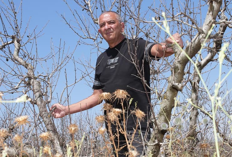המטעים היבשים. ביטון