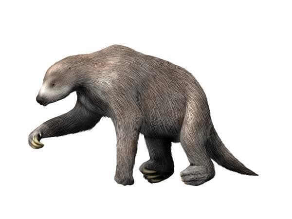 איור של נות'רותריופס (איור: Nobu Tamura/Wikipedia) איור של נות'רותריופס