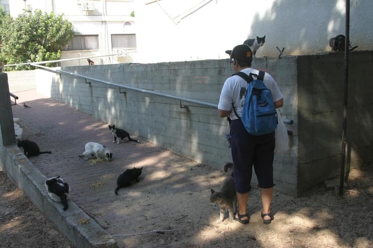 אישה מאכילה חתולי קהילה בתל אביב