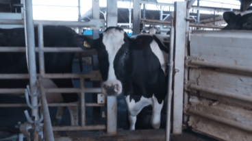 המפגש השנתי של ענף החלב לקראת חג השבועות