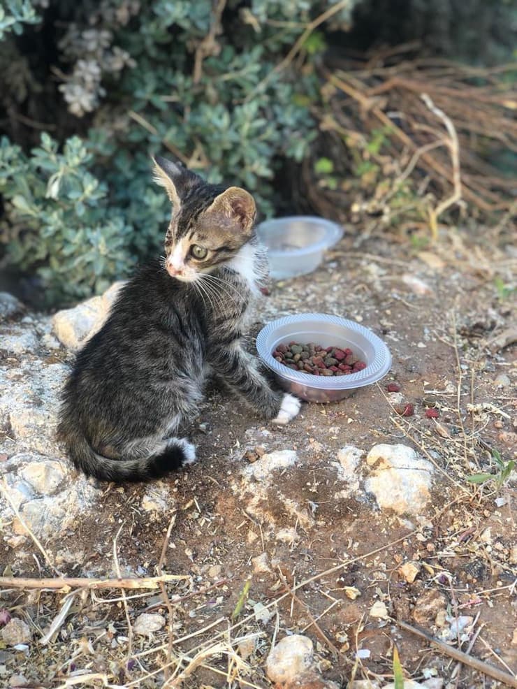 חתול ניזון מקערית אוכל שהושארה עבורו ברמלה