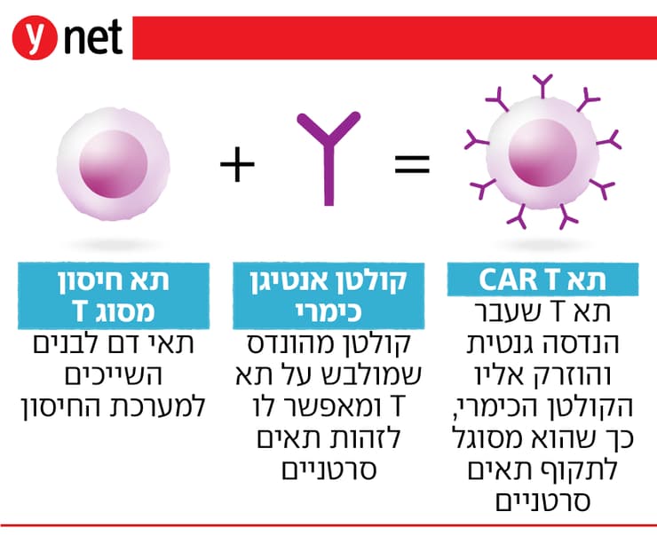 אינפו מחקר מאוניברסיטת בן גוריון - אימון תאי T נגד סרטן