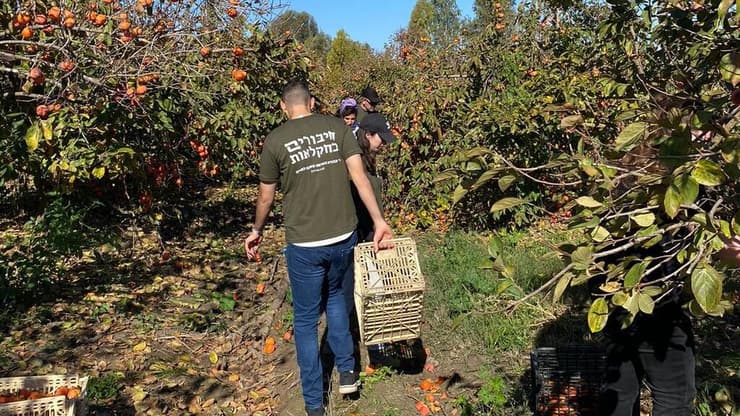 מתנדבי עמותת "חיבורים בחקלאות". נוטעים תקווה (צילום: באדיבות עמותת "חיבורים בחקלאות") מתנדבי עמותת "חיבורים בחקלאות" נוטעים מטע בבקעת הירדן לזכר סרן הראל שביט