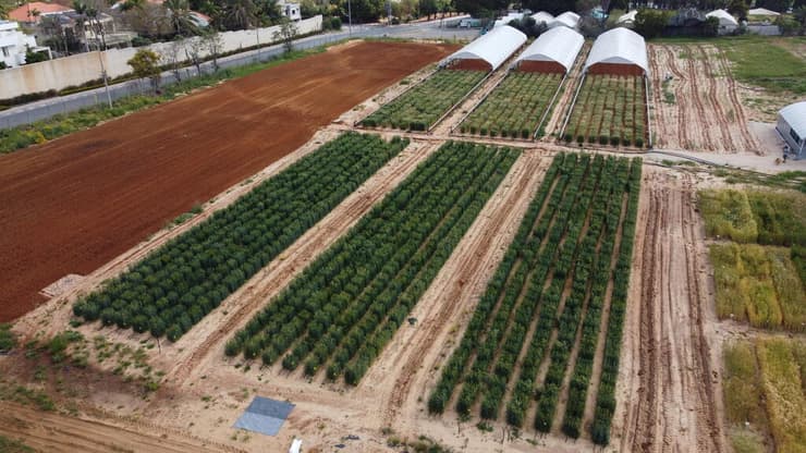 השטח בו בוצע המחקר על זני החיטה העמידים בפני יובש