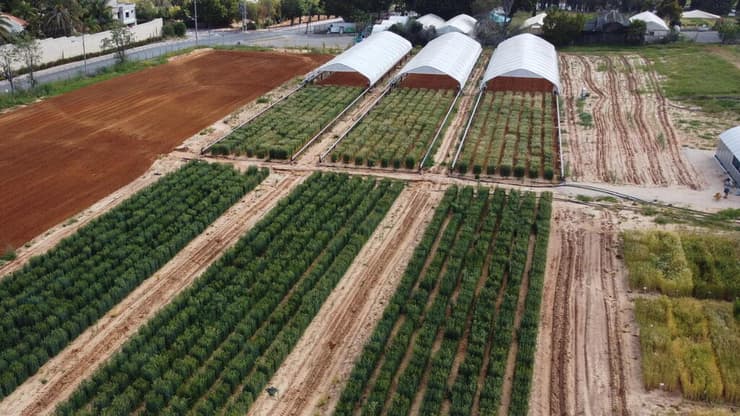 השטח בו בוצע המחקר על זני החיטה העמידים בפני יובש