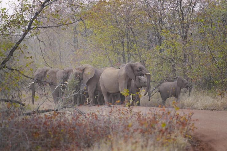עדר פילים משוטטים בשמורת Save Valley Conservancy שבזימבבואה (צילום: Tsvangirayi Mukwazhi/AP) עדר פילים משוטטים בשמורת Save Valley Conservancy שבזימבבואה
