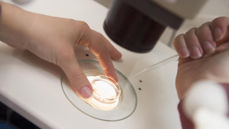 הפריה חוץ גופית