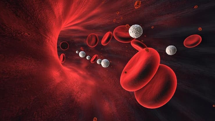 תאי הדם הלבנים של החולים כלואים בכלי הדם ואינם מצליחים להגיע לאזור הזיהום – תוצאה של פגם גנטי מולד (צילום: Shutterstock) תאי דם לבנים נעים בזרם הדם