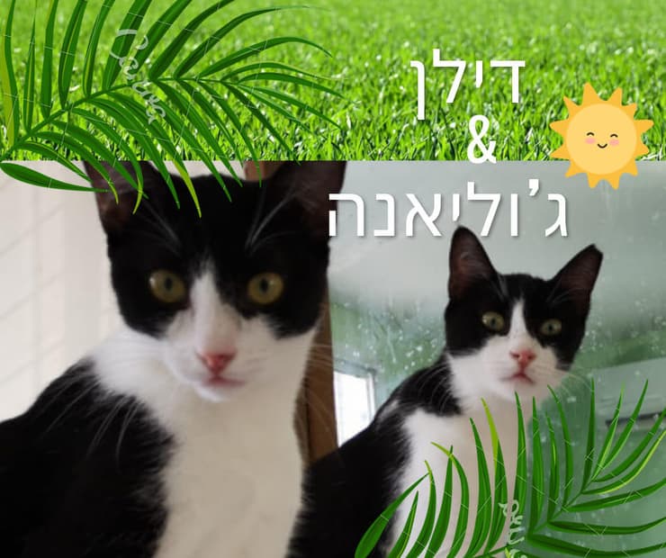 דילן וג'וליאנה