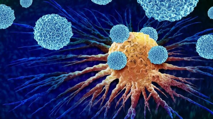 תא דם לבן תוקף תא סרטני