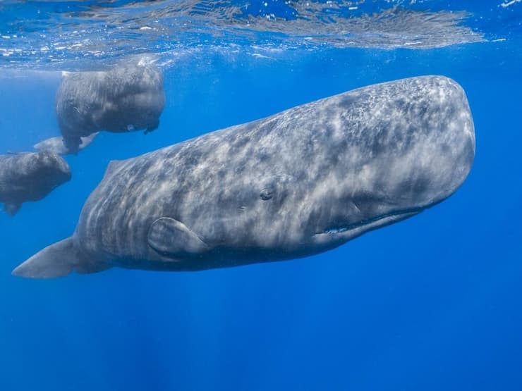לווייתנים ראשתניים בדומיניקה