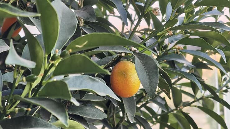 צילום עם עדשת הזום במצלמה של 3a 