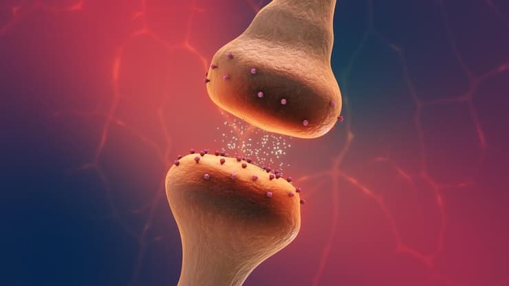 אילוסטרציה תלת-ממדית של קולטנים נוירוכימיים המווסתים את העברת האותות במוח (צילון: shutterstock) אילוסטרציה תלת־ממדית של קולטנים נוירוכימיים המווסתים את העברת האותות במוח